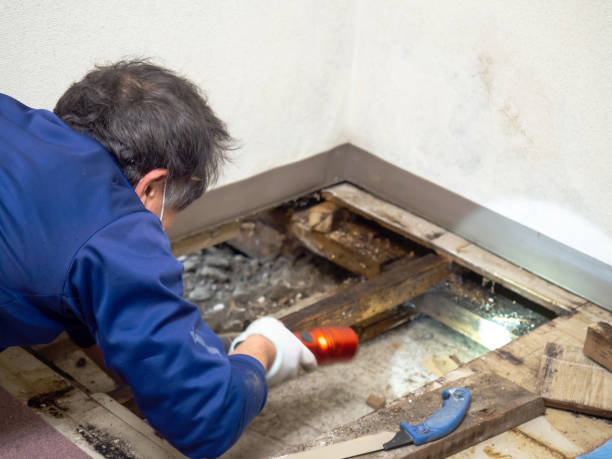 Best Mold Testing  in Lomira, WI