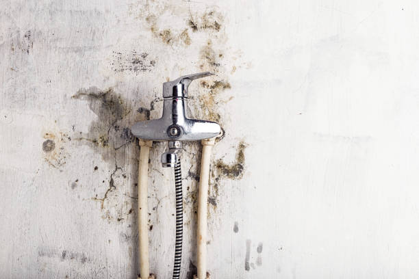Best Mold Removal Company Near Me  in Lomira, WI