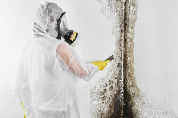 Best Mold Cleaning Services  in Lomira, WI