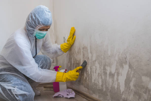 Best Toxic Mold Removal  in Lomira, WI
