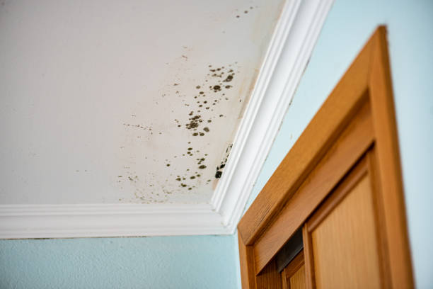 Best Attic Mold Removal  in Lomira, WI
