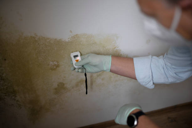 Best Mold Damage Repair  in Lomira, WI
