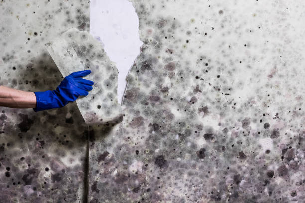 Best Commercial Mold Removal  in Lomira, WI
